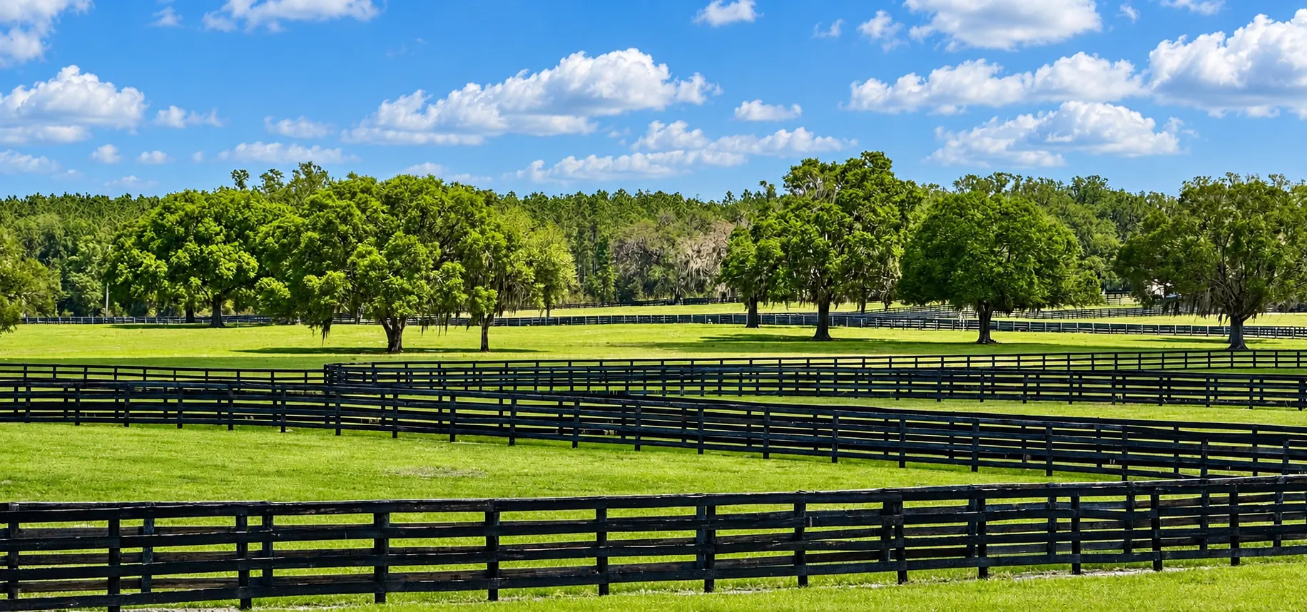 Green pastures divided by curving black fences and shade trees