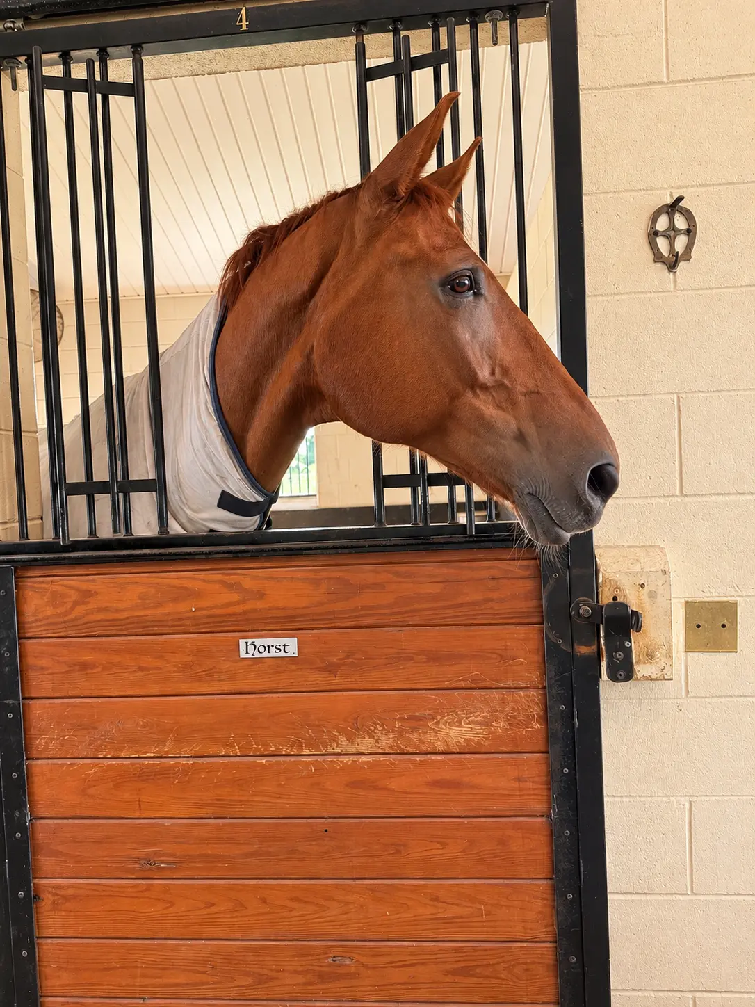 A chestnut horse resting its neck over the top of a stall door in the Tudor Barn