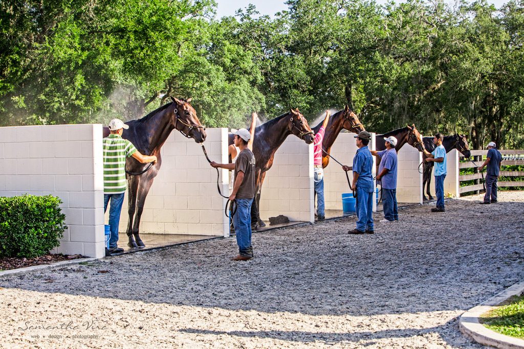 Horses lined up at the outdoor wash racks after morning work