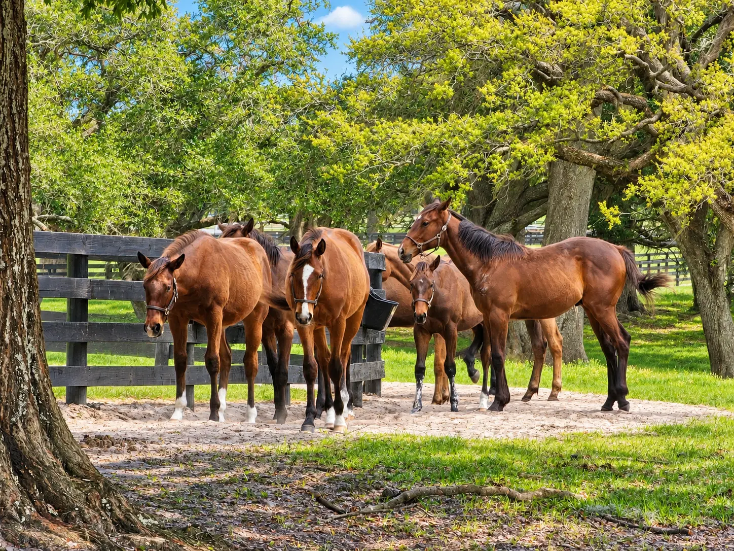 Horses standing at a wooden paddock fence beneath live oaks on a bright day