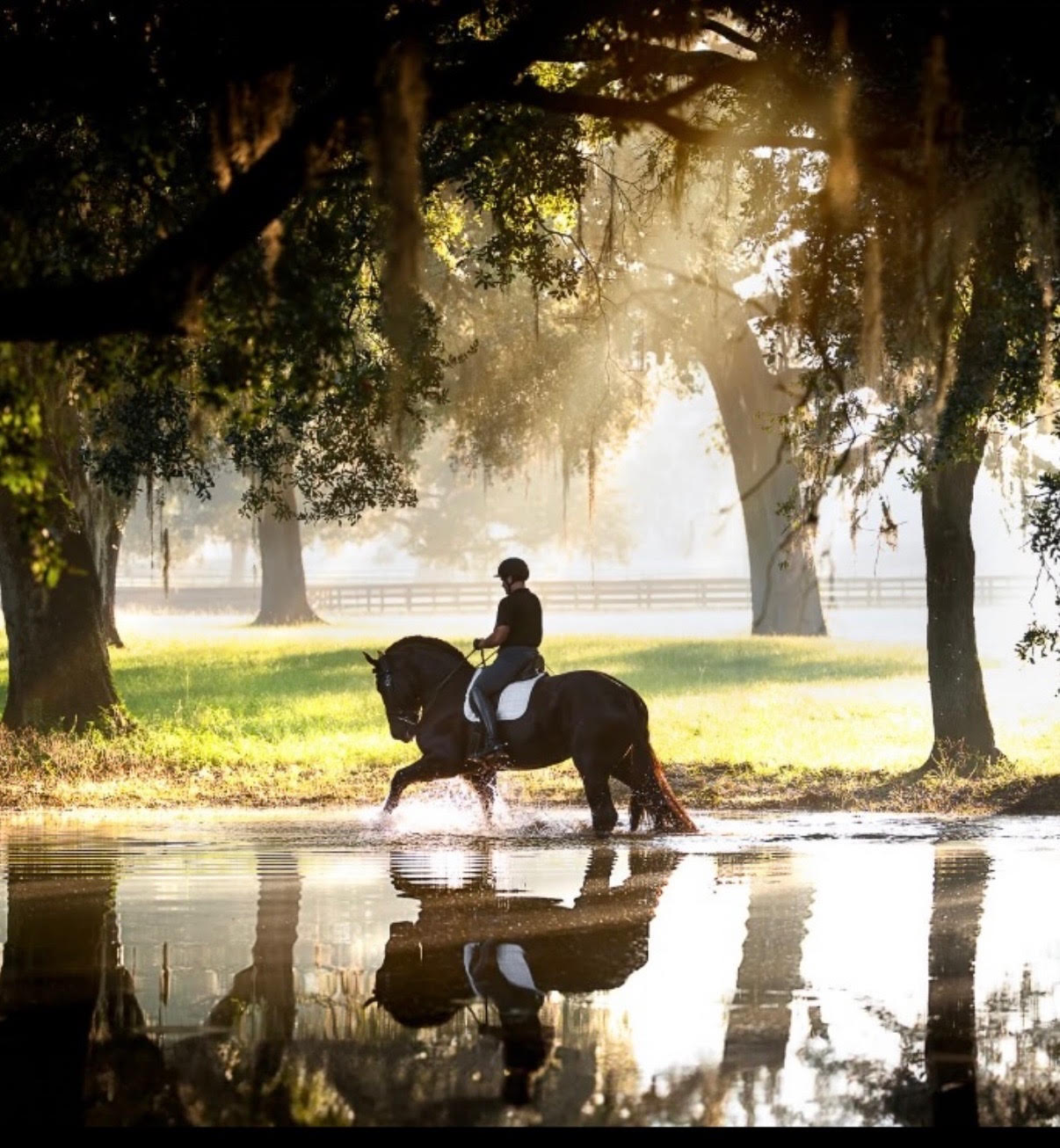 A rider on a black horse wading through shallow water beneath moss-draped oaks, morning sun and mist filtering through the trees