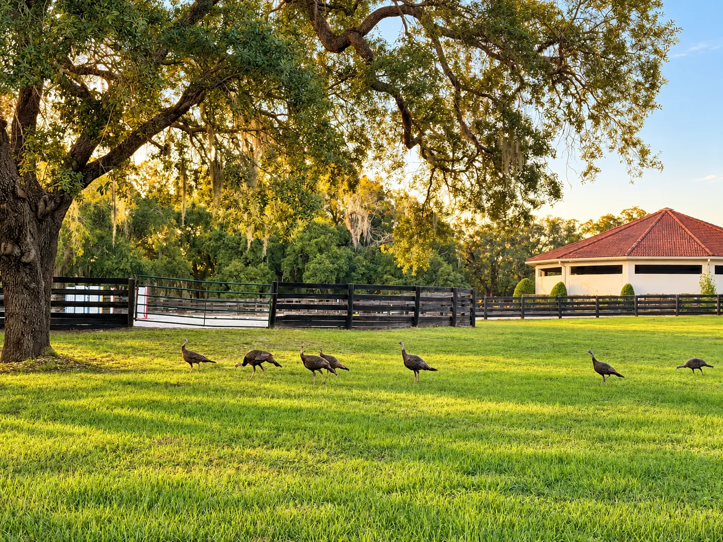 A flock of wild turkeys foraging across the lawn beside a black-fenced paddock and a moss-draped live oak, a red-tiled GoldMark building beyond