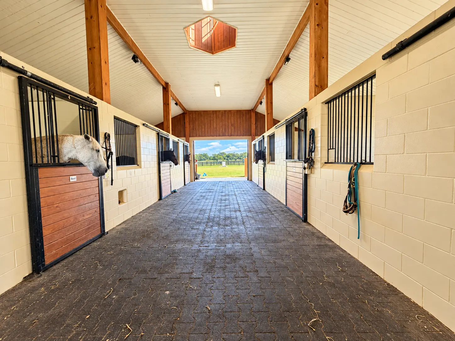 The barn aisle looking out to the paddock, horses at the stall fronts beneath a skylit slatted ceiling