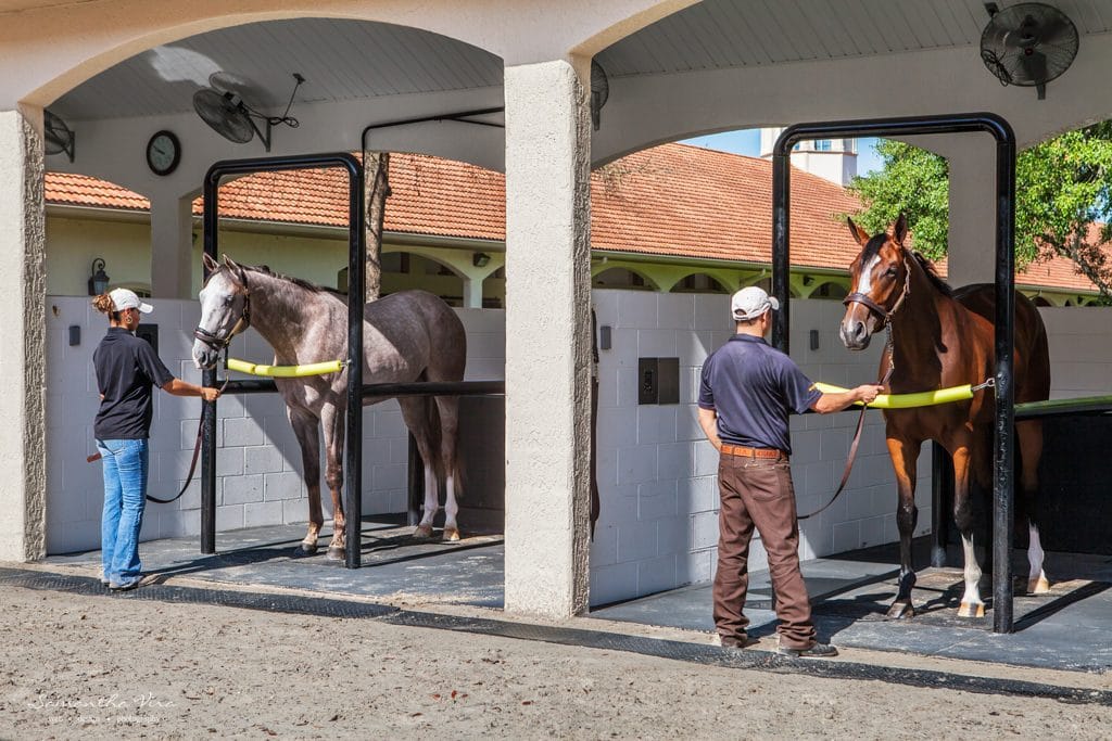 Two horses on the EquiVibe vibration platforms beneath the arched wash pavilion
