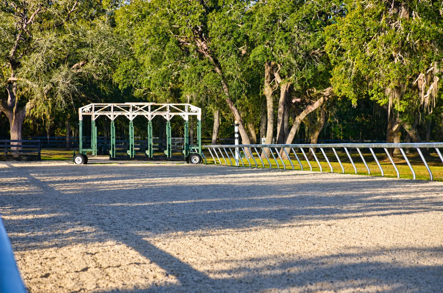 The starting gate standing in the sand ring under golden light and mature oaks