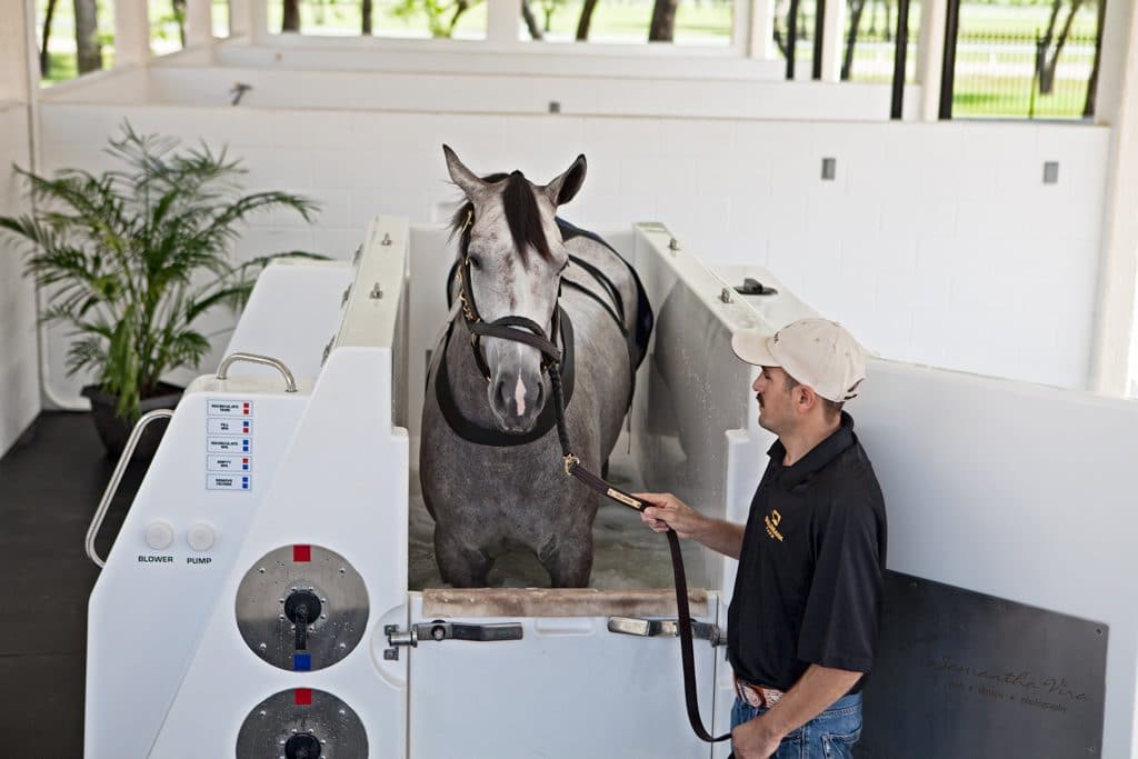 A gray horse standing in the cold saltwater hydrotherapy spa unit
