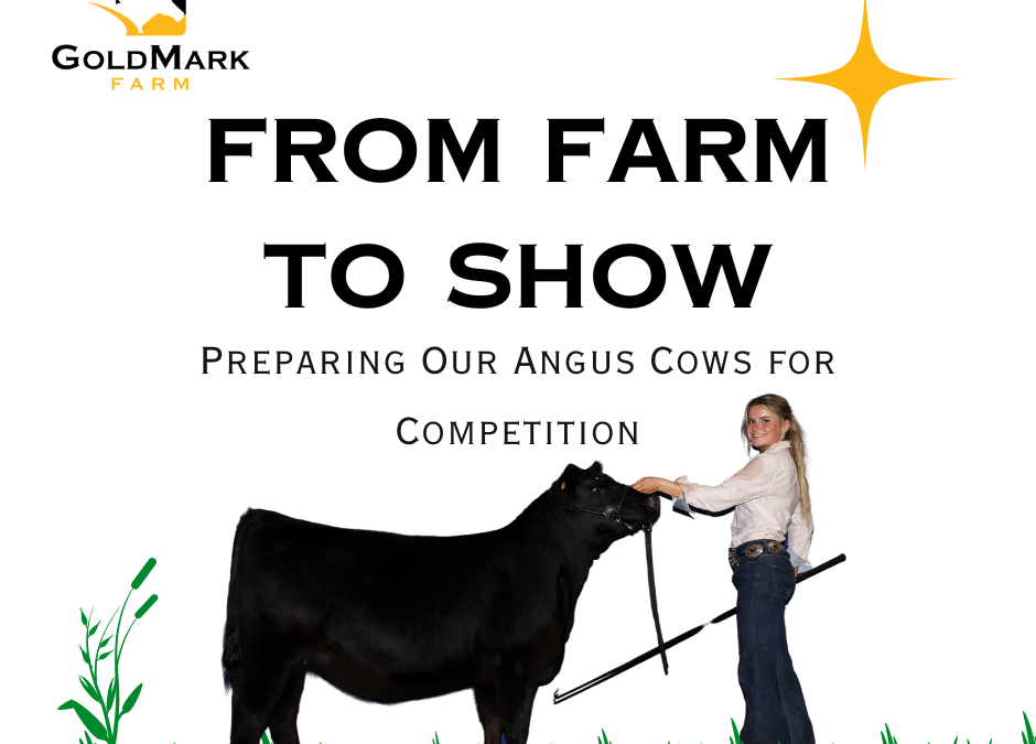 From Farm to Show: Preparing our Angus Cows for Competition