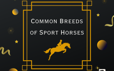 Common Breeds of Sport Horses