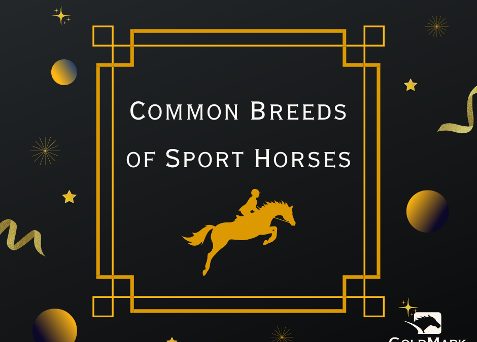 Common Breeds of Sport Horses