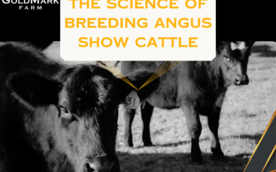 The Science of Breeding Angus Show Cattle