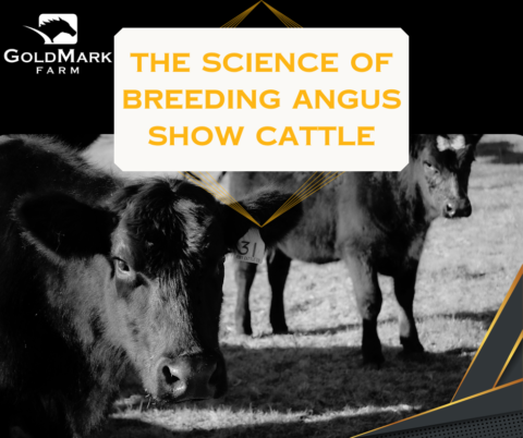 Breeding Angus Show Cattle | The Science