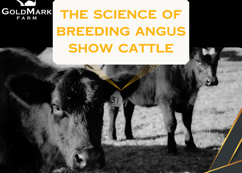 The Science of Breeding Angus Show Cattle