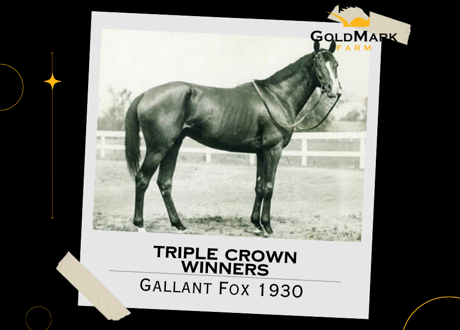 Triple Crown Winners: Gallant Fox in 1930