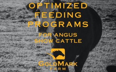 Optimized Feeding Programs for Angus Show Cattle at GoldMark Farm