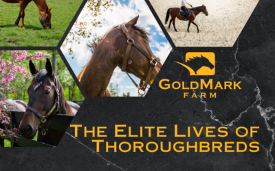 The Elite Lives of Thoroughbreds: A Glimpse into the World of Racing Royalty