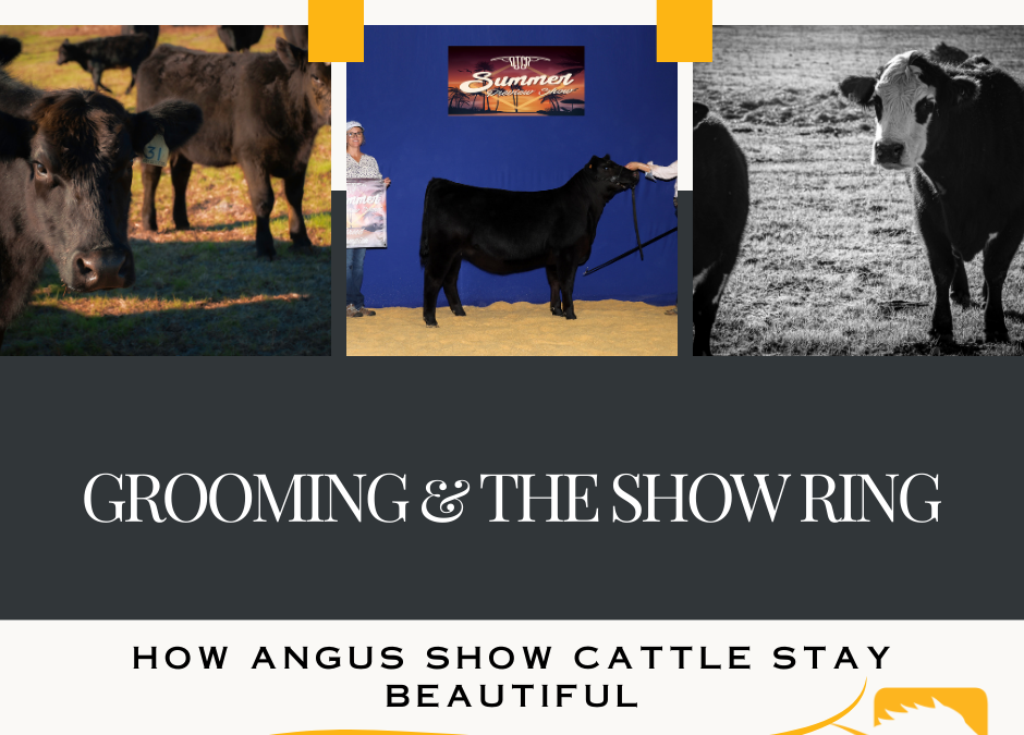 Grooming and the Show Ring: How Angus Show Cattle Stay Beautiful