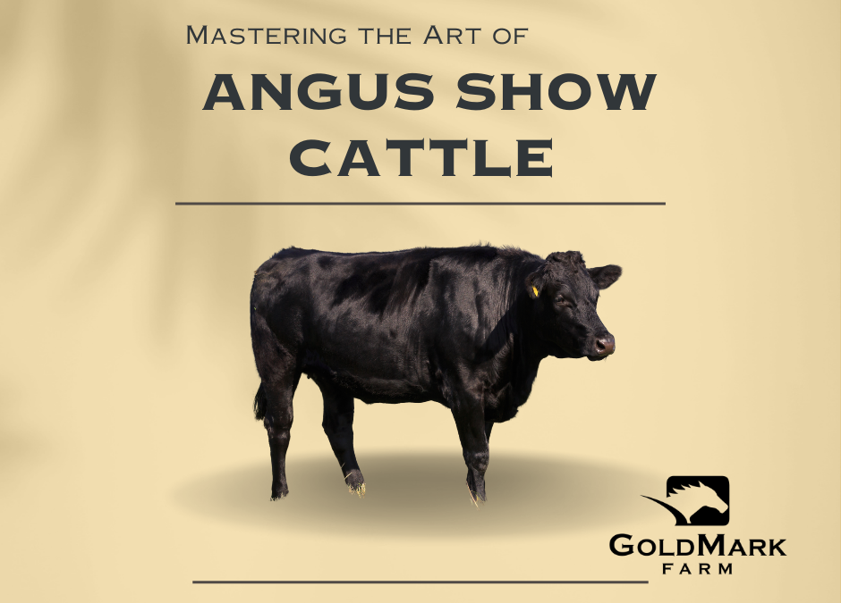 Mastering the Art of Angus Show Cattle: Training, Handling, and Showmanship