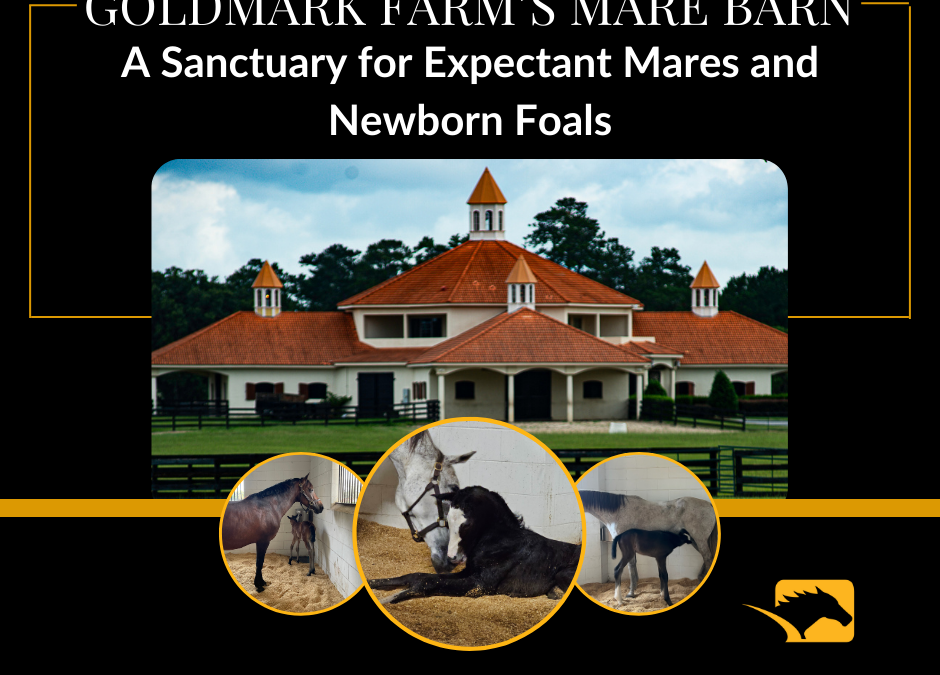 GoldMark Farm’s Mare Barn: A Sanctuary for Expectant Mares and Newborn Foals